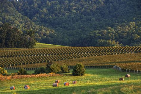 A Tour Of Va Wine Country Takes You To Bucolic Farms And Rustic Diners
