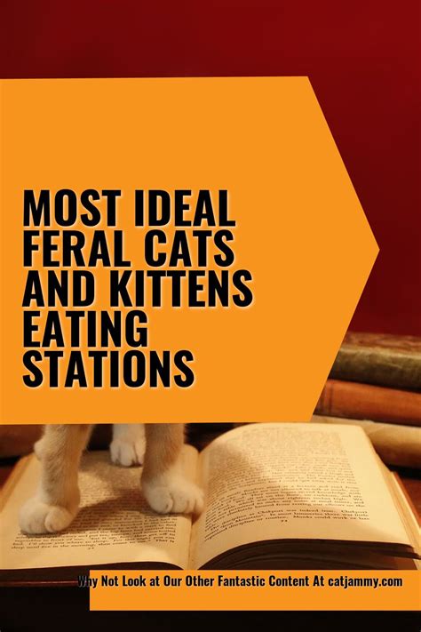 Most Ideal Feral Cats And Kittens Eating Stations Feral Cats Pet