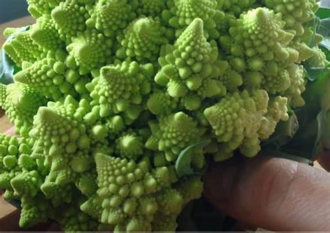 7 Unusual And Tasty Hybrid Crossbred Vegetables To Grow Gardening