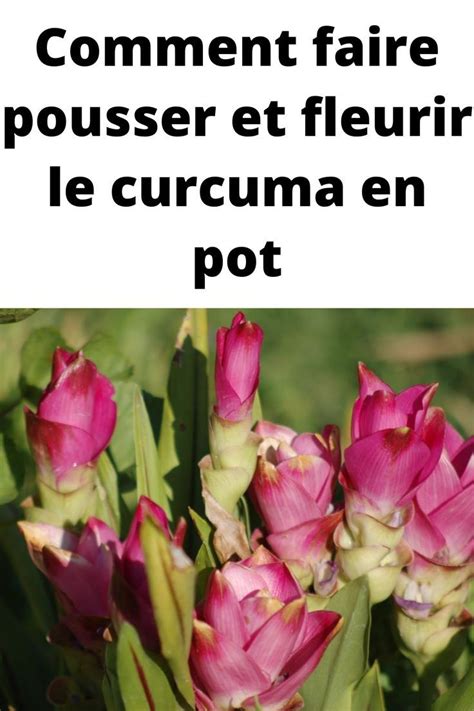 Comment Faire Pousser Et Fleurir Le Curcuma En Pot Plants Garden
