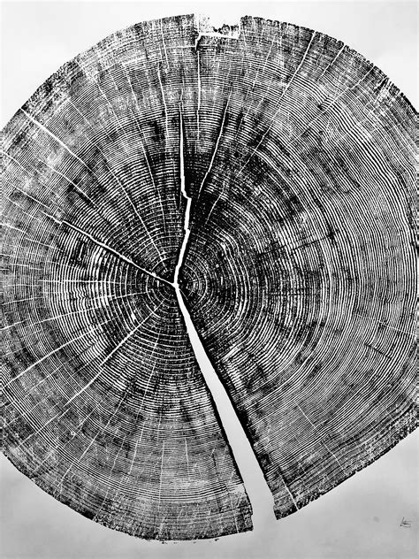 Additionally, treering is a certified green business in california. Yosemite National Park, Tree ring art print, Large tree ...