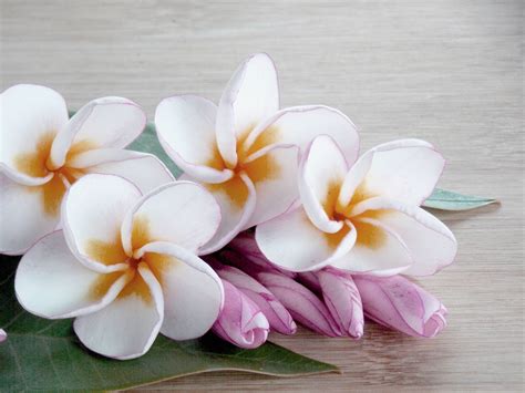 Check spelling or type a new query. An Alphabetical List of Tropical Flower Names With Facts ...