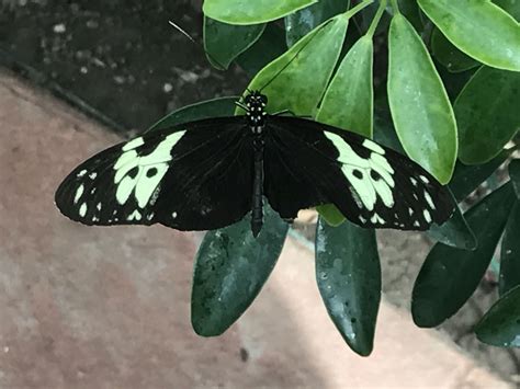 We did not find results for: Pin by Rosalind Webb on Sertoma butterfly house | Plant ...