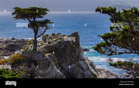 The 250 Year Old Lone Cypress Tree An Iconic Symbol On The Pacific