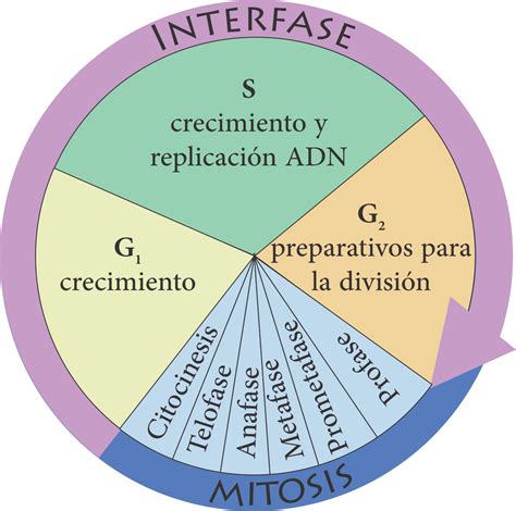 Diagrama Del Ciclo Celular Porn Sex Picture