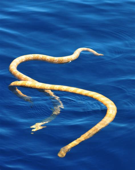 Critically Endangered Sea Snakes Found After 15 Years Science Times