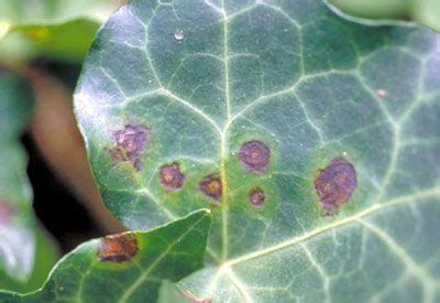 Here's how to identify and treat this fungal you've noticed a disturbing trend. Bacterial and Fungal Leaf Spot | Plant diseases, Plants ...