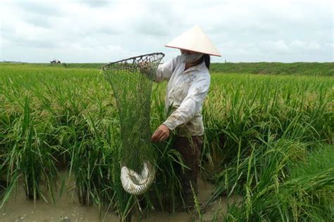 Asia And The Pacifics Regional Rice Initiative Fao Regional Office