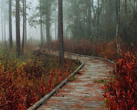 A Boardwalk Invites Exploration On A Foggy Autumn Morning