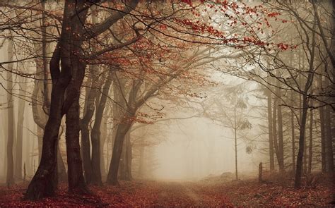 Wallpaper Sunlight Trees Landscape Forest Fall Leaves Nature