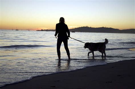 Dog Friendly Beaches in Santa Barbara
