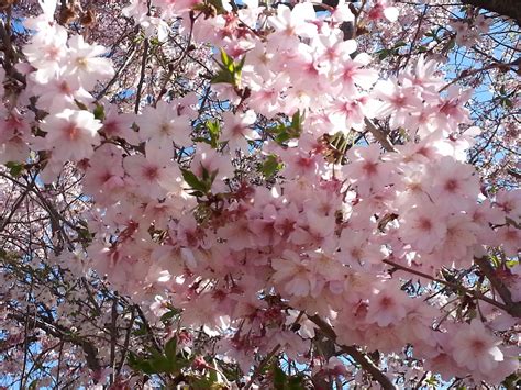 Most types of plum trees are typically ready to harvest between late spring and fall, but the european variant can bear fruit into the early winter. Popular winter blooming trees - Perfect Plants