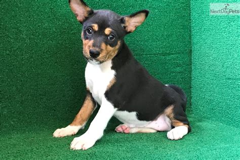 See more of basenji and puppies on facebook. Tri Colored Male Pup: Basenji puppy for sale near ...