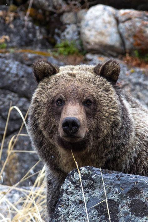 Grizzly Bear Portrait Wildlife Photography Bear Fine Art Bear Wall