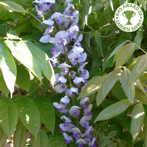 This pink japanese wisteria is perhaps the most romantic wisteria and surely a real show stopper! Wisteria floribunda Burford | Buy Japanese Blue Wisteria Trees