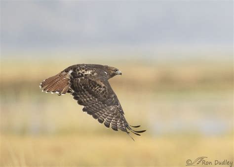 How To Photograph Raptors In Flight Feathered Photography