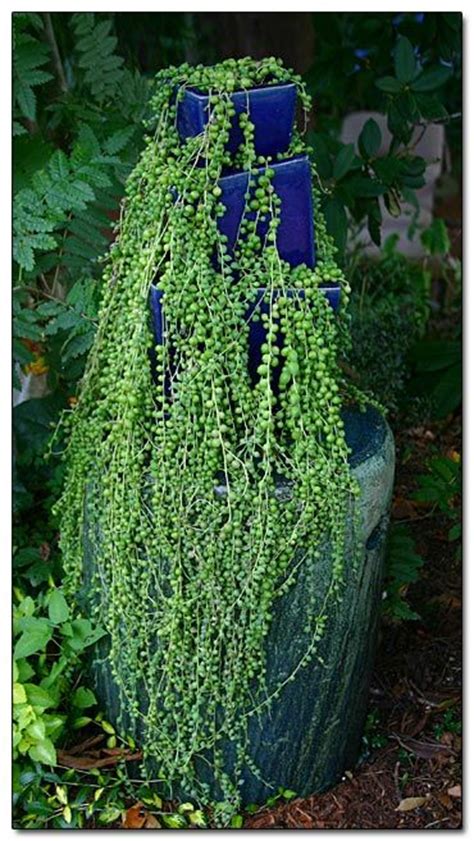 Check spelling or type a new query. The 25+ best String of pearls ideas on Pinterest | Window ...