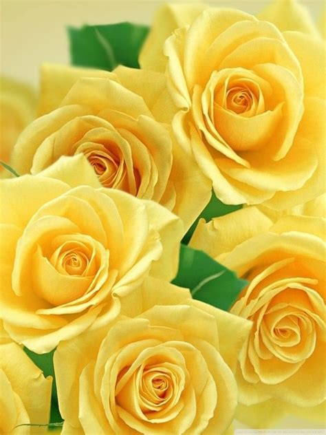 Yellow Rose Flower Wallpaper Hd For Mobile Best Flower Site