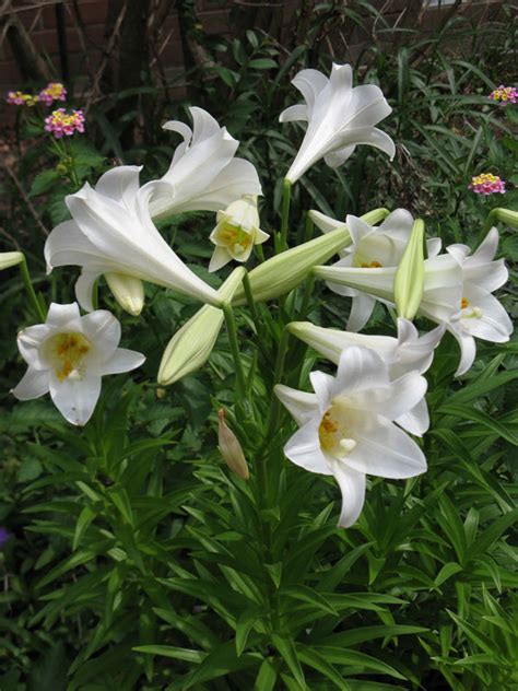 Easter Lilies A Brief History Binley Florist And Garden Center