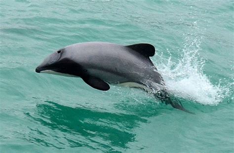 Dolphin calves are born tail first, rather than head first, so that they don't drown during the birthing process. GEO-TERRORISM: ON THE BRINK RADIO #109SPECIAL REPORT: MAUI'S DOLPHINS AND THE MEGALOMANIA OF ...