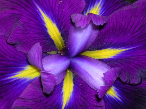 Dive into the beauty of gladiolus flower. Flower Homes: Iris Flowers