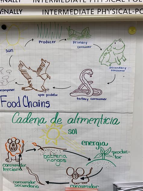 Food Chains Anchor Chart Umweltwissenschaften Food Chain Activities
