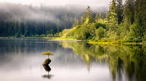 Expose Nature Fairy Lake Vancouver Island British Columbia Oc
