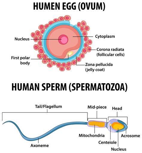 Human Egg And Human Sperm Health Education Infographic 1429782 Vector Art At Vecteezy