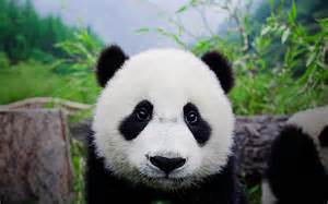 Cute Panda Bears Hd Wallpapers Download Free Wallpapers In Hd For Your