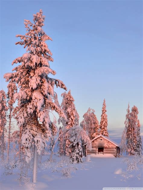 Wooden House In Winter Forest Ultra Hd Desktop Background Wallpaper For
