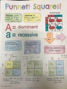 Pea Plant Punnett Square Worksheet Answers - Worksheet Addition