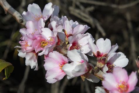 Beautiful Pale Pink Flowers In Bloom Of Prunus Dulcis Commonly Known
