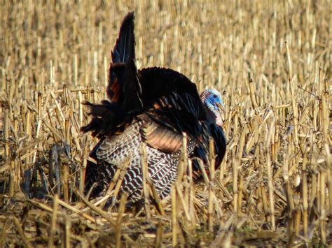 Gales Photo And Birding Blog Wild Turkey Strut