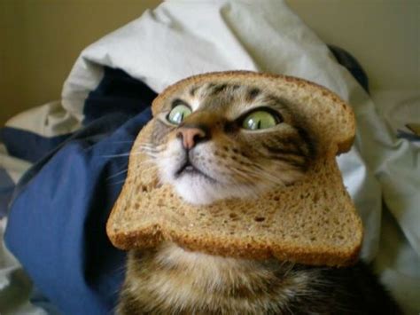 Cats sure do love to make biscuits. cat face in bread - Google Search | CAT FACE in BREAD ...
