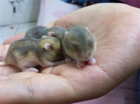 Short Dwarf Hamster Baby Hamsters Sold 7 Years 6 Months