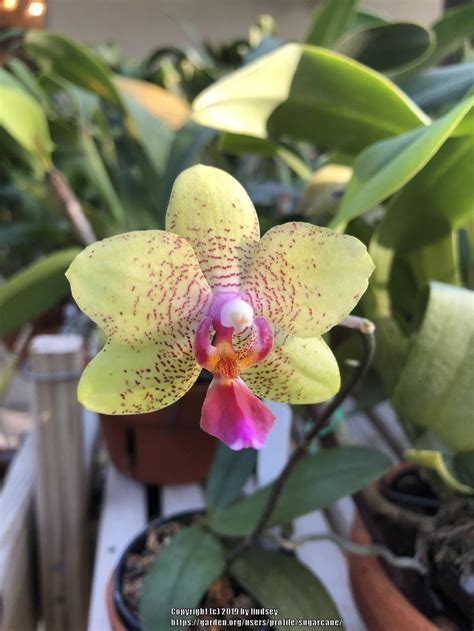 Orchid Phalaenopsis Sogo David