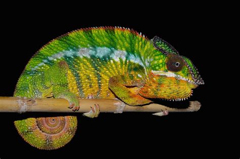 Colorful Find Madagascar Chameleon Actually 11 Distinct Species Live