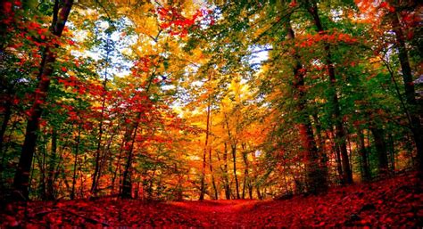 Colorful Autumn Forest Wallpapers Wallpaper Cave