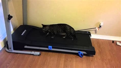 Cat On A Treadmill Youtube