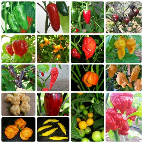 Hot Pepper Seed For Planting Collection 240 Seeds Pepper Johnnys