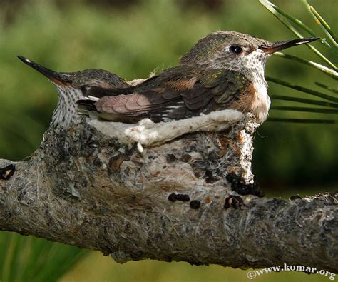 We did not find results for: Baby Hummingbird Nest | Advgrrl Motorcycle Adventures & More