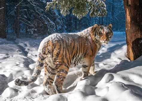 Raro tigre siberiano é fotografado em imagem magnífica