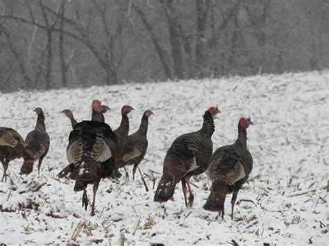 Maryland Winter Turkey Season Harvest Up 25 The Baynet