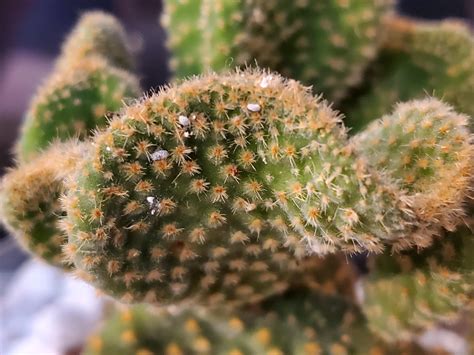 My cactus has been doing fine up until yesterday whe i found him all wilted over like this. What are these little white things on my bunny ear cactus ...