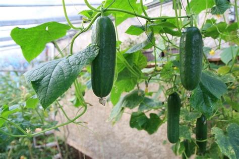 They have few insect pests and diseases and will thrive as for gardeners with a short growing season, plant bell peppers in raised beds and use floating row covers and black plastic mulch to extend your. https://www.thompson-morgan.com/how-to-grow-cucumbers ...