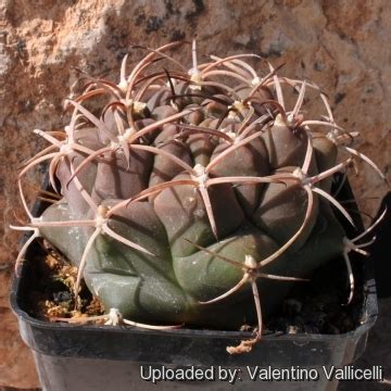 Saguaro for instance will have a wooden trunk, not unlike a tree when fully grown. Gymnocalycium delaetii