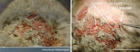 Myasis atau belatungan adalah infestasi larva lalat ke dalam suatu jaringan hidup. Myiasis of madenziekte bij het konijn