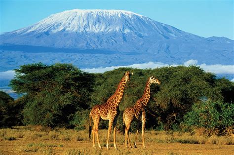 El Monte Kilimanjaro Find Out