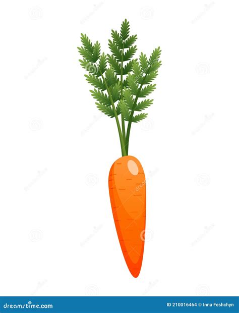 Carrots With Leaves On Top And Orange Root Fresh Cartoon Young Carrot