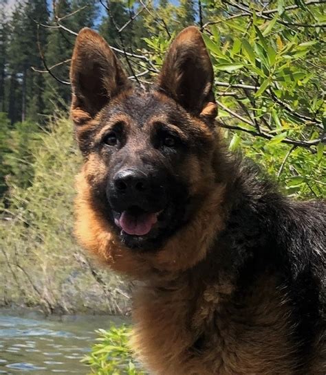 We have been registered breeders for over 25 years and have imported numerous dogs into the country to expand the working dog gene pool. German Shepherd Breeders in California, CA. German ...